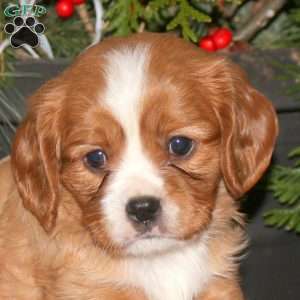 Gavin, Cavalier King Charles Spaniel Puppy