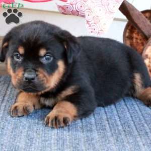 Gavin, Rottweiler Puppy