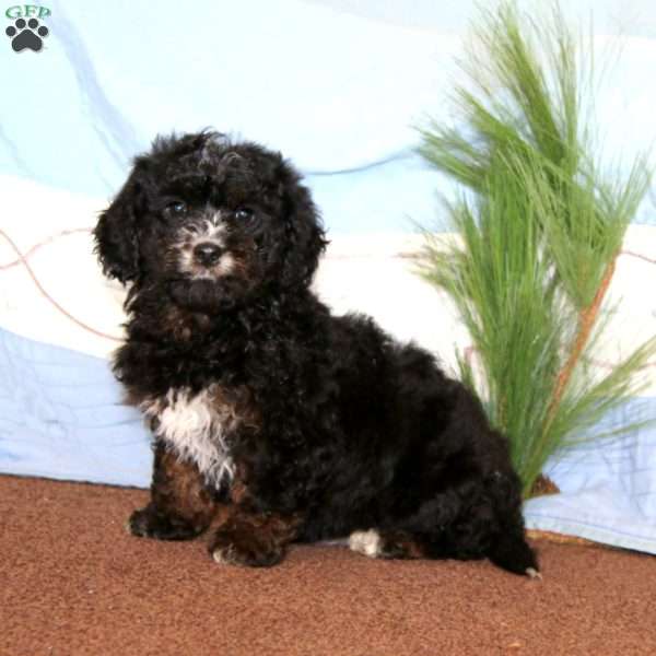 Gavin, Miniature Poodle Mix Puppy