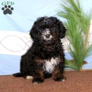 Gavin, Miniature Poodle Mix Puppy