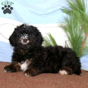 Gavin, Miniature Poodle Mix Puppy