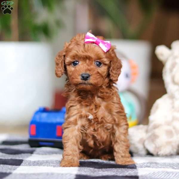 Gemma, Miniature Poodle Puppy