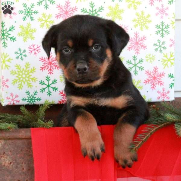 George, Rottweiler Puppy