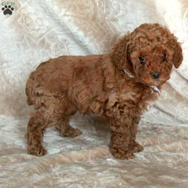 Georgie, Miniature Poodle Puppy