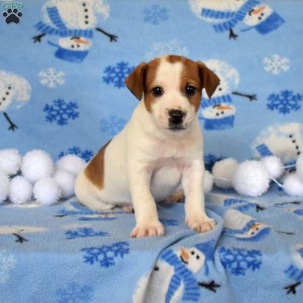 Gerald, Jack Russell Terrier Puppy