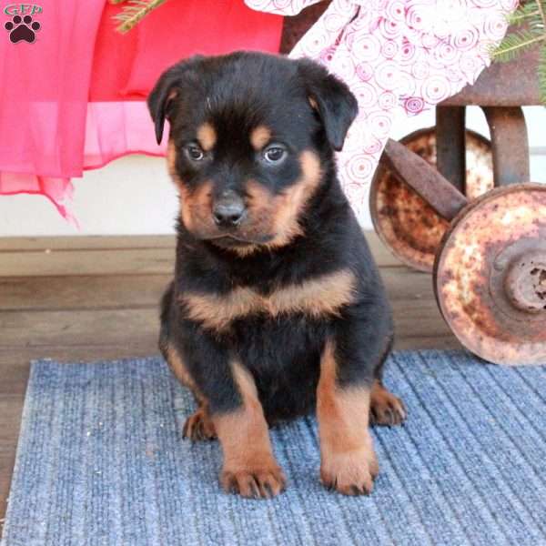 Ghost, Rottweiler Puppy