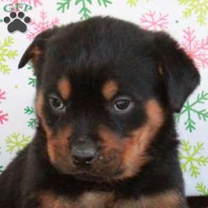 Ghost, Rottweiler Puppy