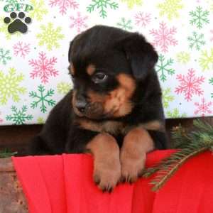 Ghost, Rottweiler Puppy