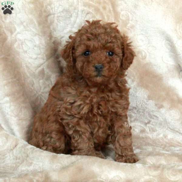 Gibby, Miniature Poodle Puppy