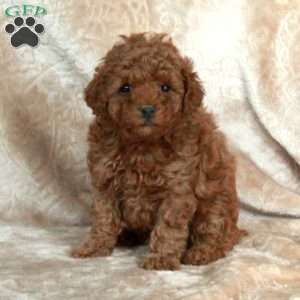 Gibby, Miniature Poodle Puppy