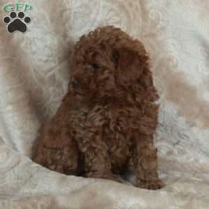 Gibby, Miniature Poodle Puppy