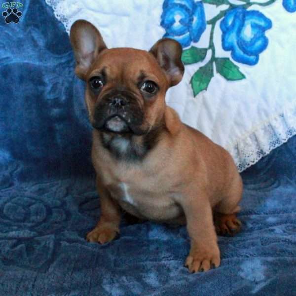 Gibson, French Bulldog Puppy