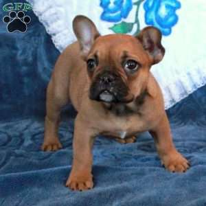 Gibson, French Bulldog Puppy