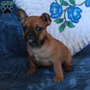 Gibson, French Bulldog Puppy