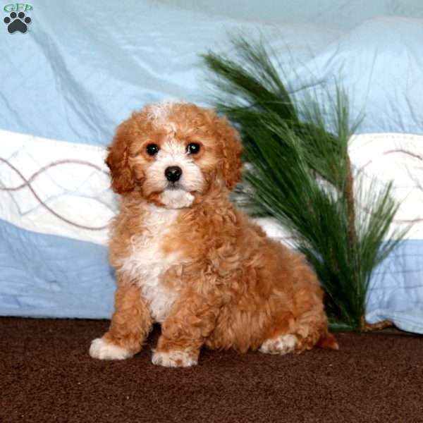 Gigi, Miniature Poodle Mix Puppy