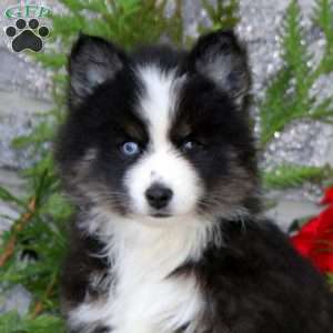 Gigi, Pomsky Puppy