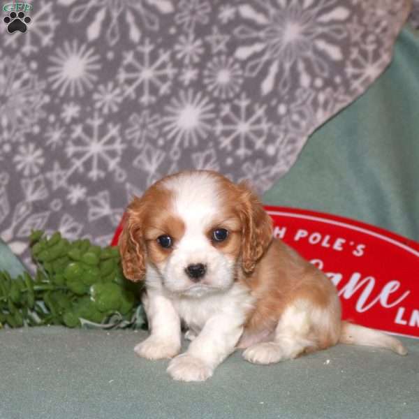 Gilburt, Cavalier King Charles Spaniel Puppy