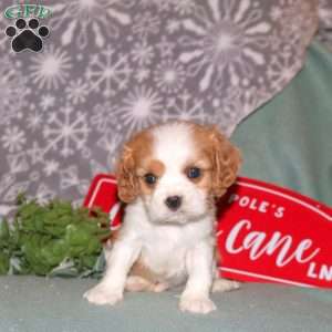 Gilburt, Cavalier King Charles Spaniel Puppy