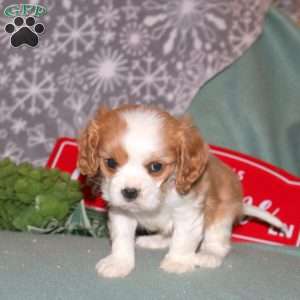 Gilburt, Cavalier King Charles Spaniel Puppy