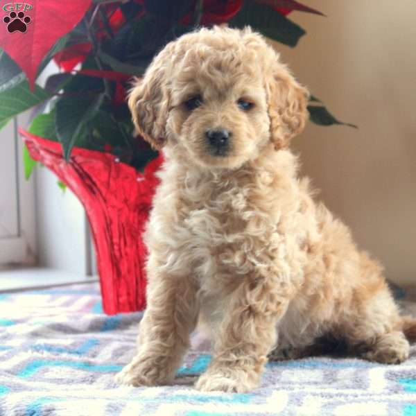 Gina, Cockapoo Puppy