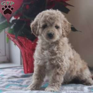 Gina, Cockapoo Puppy