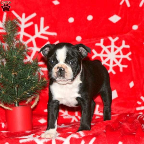 Gingerbread, Boston Terrier Puppy