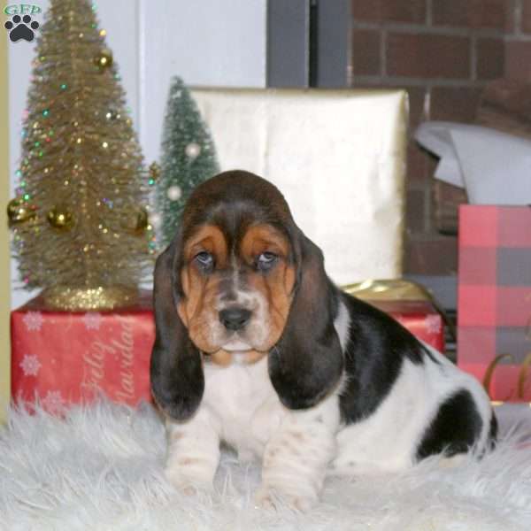 Ginger, Basset Hound Puppy