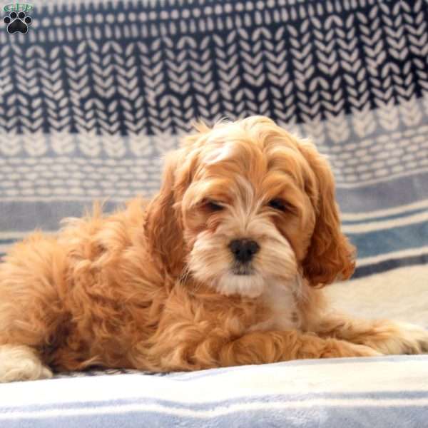 Ginger, Cockapoo Puppy