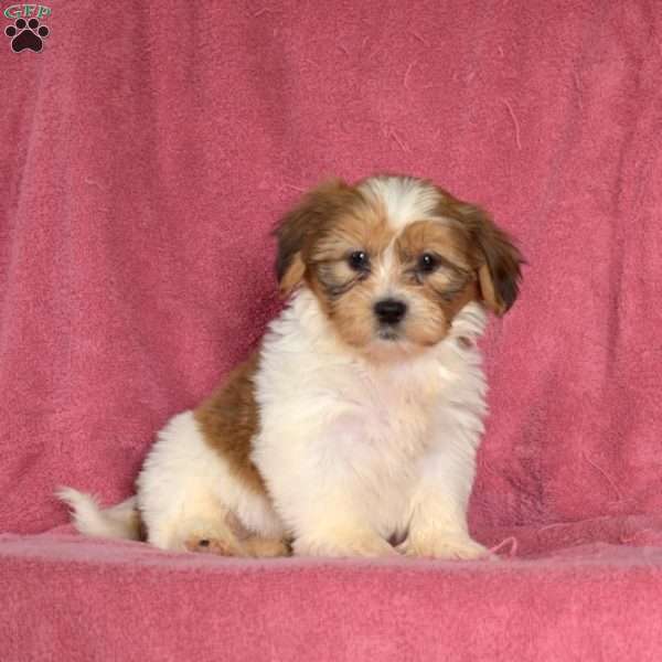 Ginger, Teddy Bear Puppy