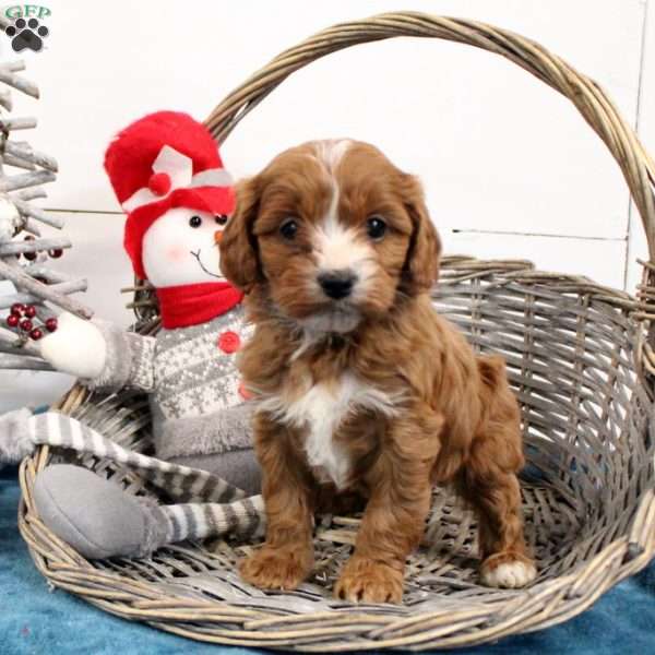 Ginger, Cavapoo Puppy