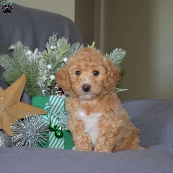 Gingerbread, Bich-Poo Puppy