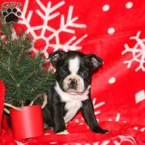 Gingerbread, Boston Terrier Puppy