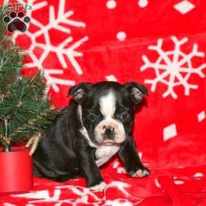 Gingerbread, Boston Terrier Puppy