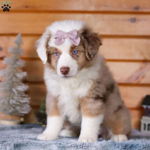 Gingersnap, Miniature Australian Shepherd Puppy