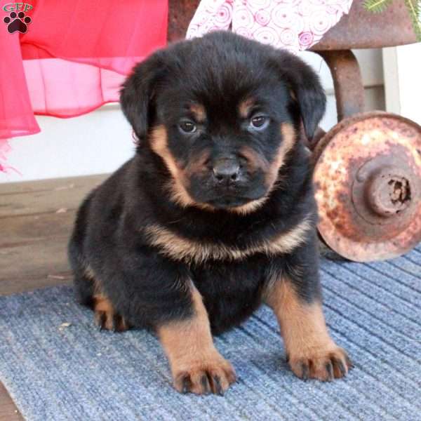 Ginny, Rottweiler Puppy