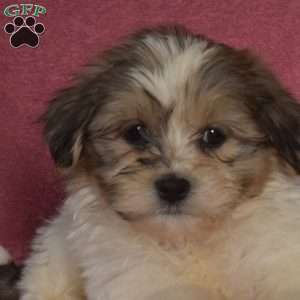 Gizmo, Teddy Bear Puppy