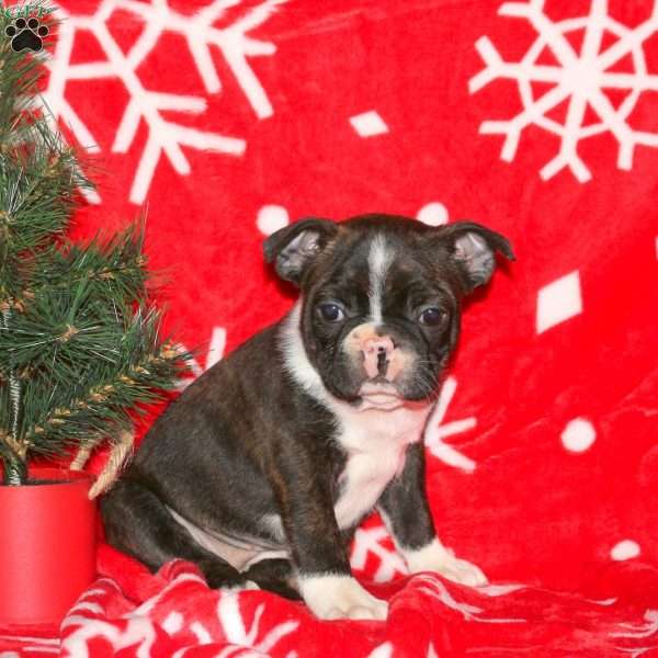 Glitter, Boston Terrier Puppy