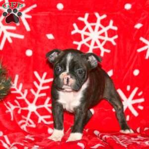 Glitter, Boston Terrier Puppy