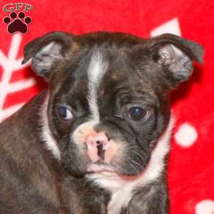 Glitter, Boston Terrier Puppy