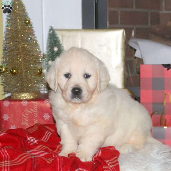 Gloria, English Cream Golden Retriever Puppy