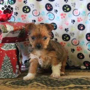 Gloria, Morkie / Yorktese Puppy