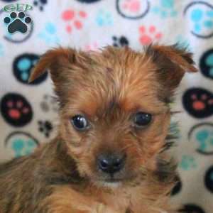 Gloria, Morkie / Yorktese Puppy