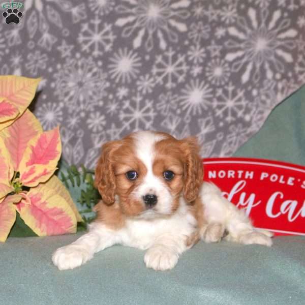 Glory, Cavalier King Charles Spaniel Puppy