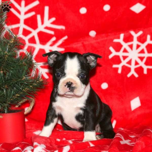 Glory, Boston Terrier Puppy