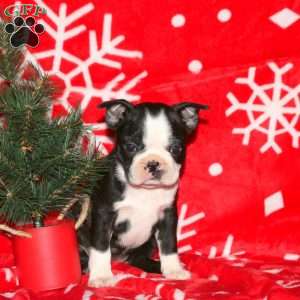 Glory, Boston Terrier Puppy