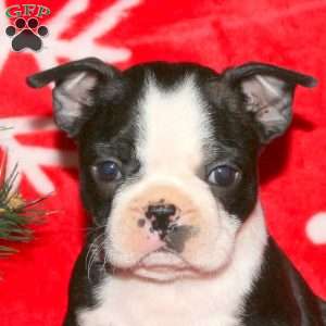 Glory, Boston Terrier Puppy