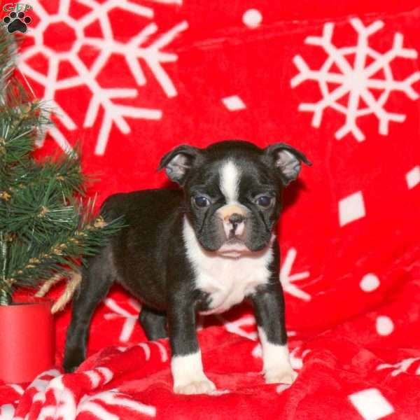 Glow, Boston Terrier Puppy