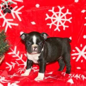 Glow, Boston Terrier Puppy