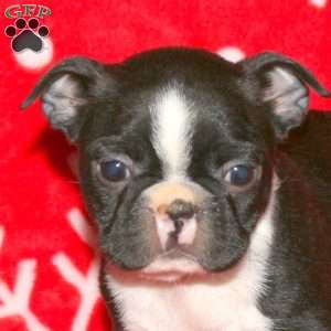 Glow, Boston Terrier Puppy