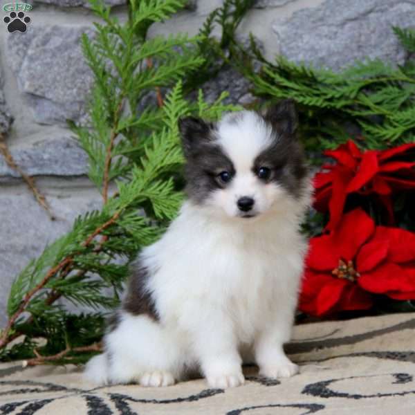 Glow, Pomsky Puppy